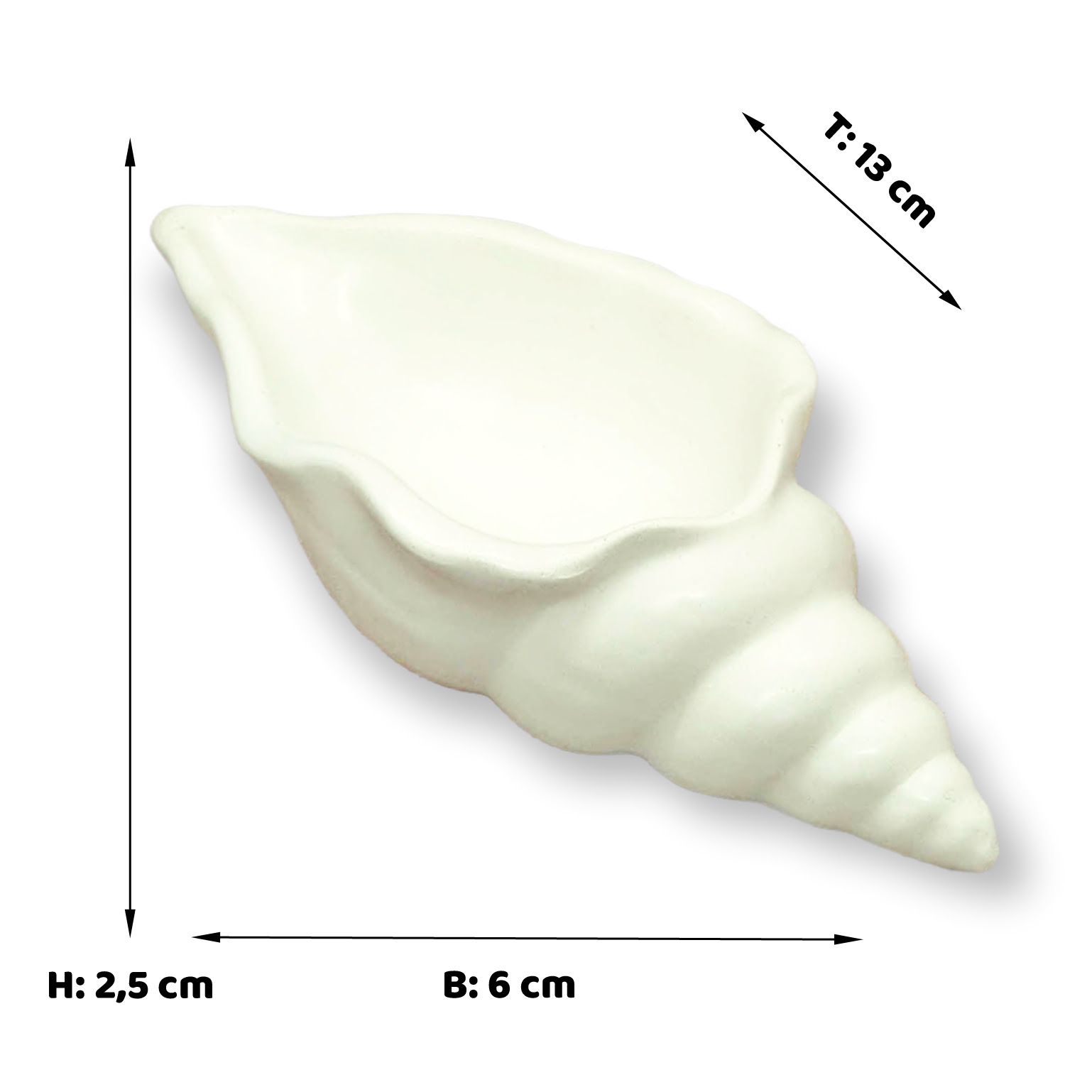 Meeresschnecke #1