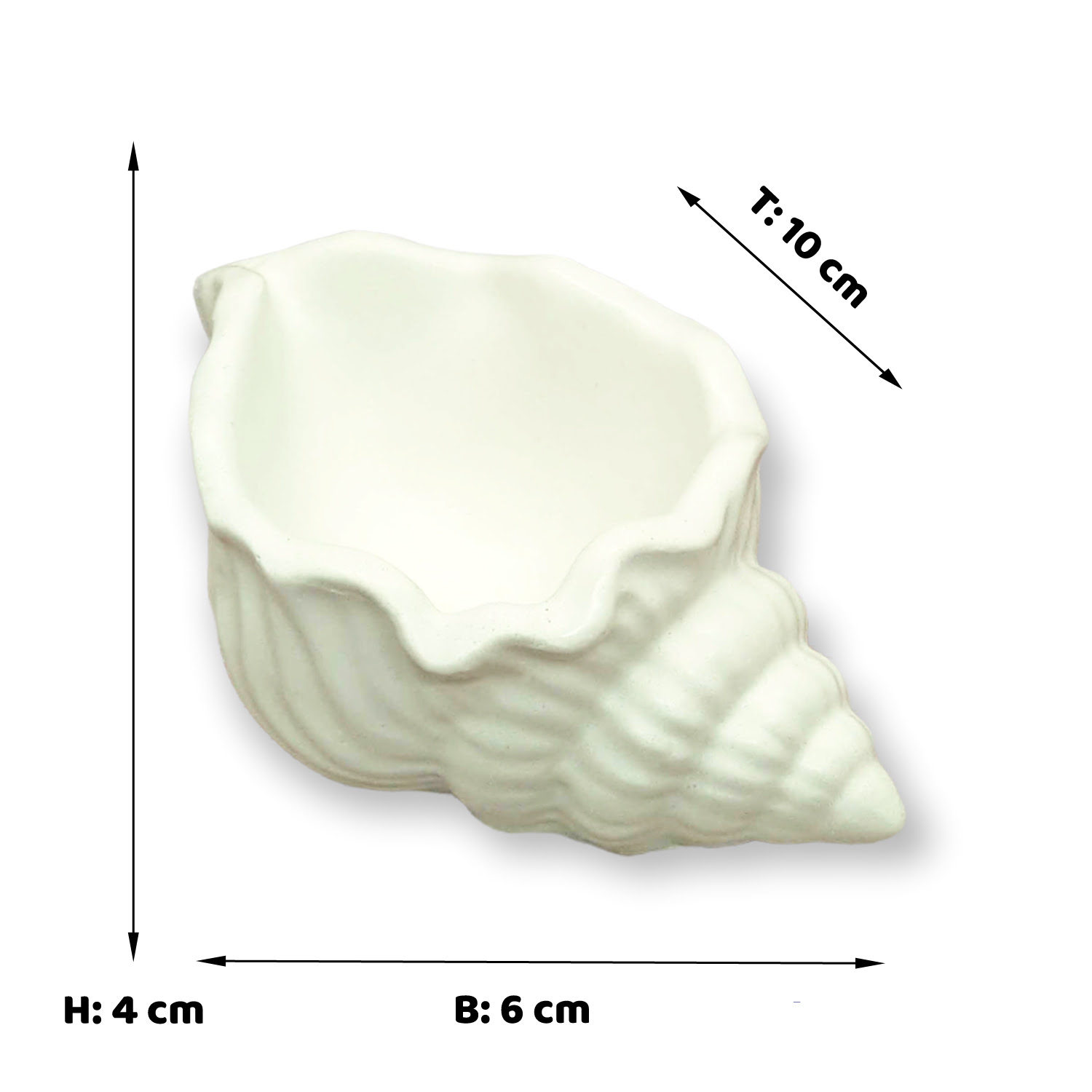 Meeresschnecke #2